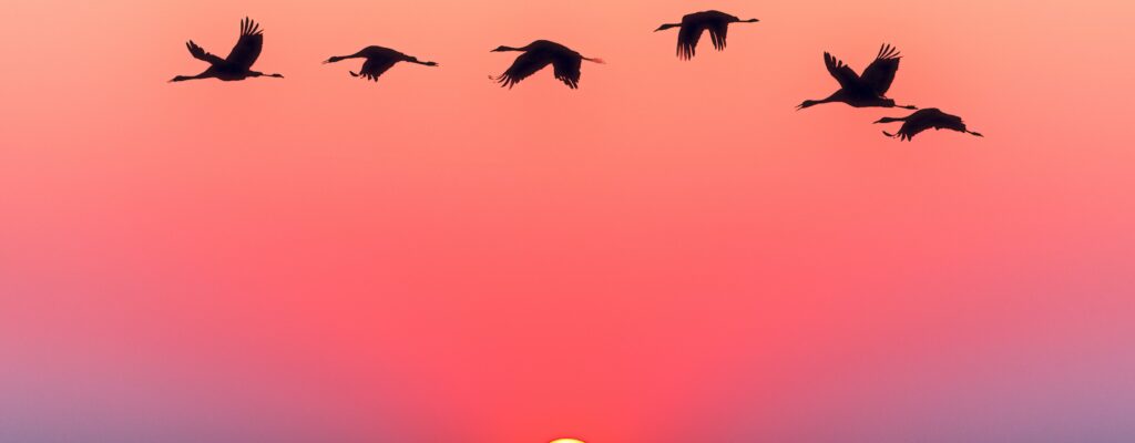 sun rise birds flying